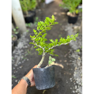 Cây Cần Thăng Bonsai mini