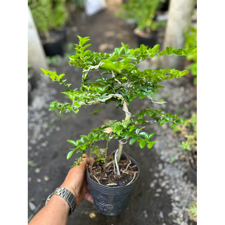 Cây Kim Quất dáng Bonsai