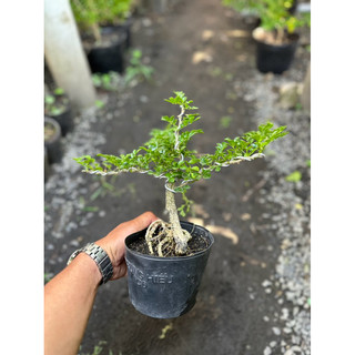 Cây Cần Thăng Bonsai mini