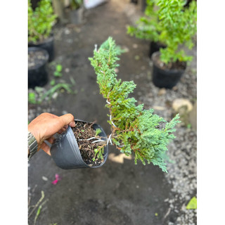 Chậu Bonsai cây Ngoạ Tùng