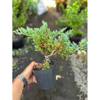 Chậu Bonsai cây Ngoạ Tùng