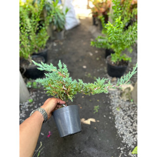 Chậu Bonsai cây Ngoạ Tùng