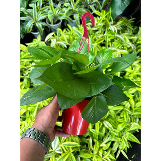 Chậu treo cây trầu bà Thái xanh mini