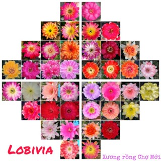 Random ngẫu nhiên 1 cây Lobivia hoa đẹp giá 10k