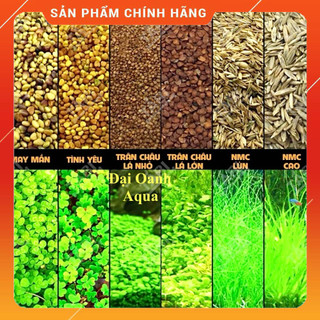 Hạt Giống Thủy Sinh Các Loại
