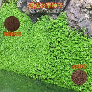 2 Gói Hạt Giống Thủy Sinh Các Loại Túi 10gram ( TỶ LỆ NẢY MẦM ĐẠT >80% )