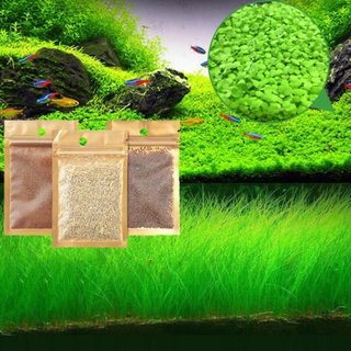 2 Gói Hạt Giống Thủy Sinh Các Loại Túi 10gram ( TỶ LỆ NẢY MẦM ĐẠT >80% )