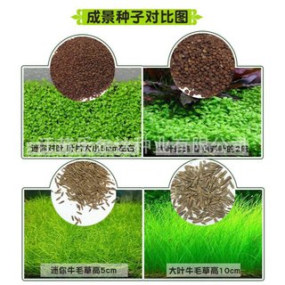 2 Gói Hạt Giống Thủy Sinh Các Loại Túi 10gram ( TỶ LỆ NẢY MẦM ĐẠT >80% )