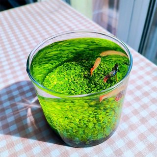 2 Gói Hạt Giống Thủy Sinh Các Loại Túi 10gram ( TỶ LỆ NẢY MẦM ĐẠT >80% )