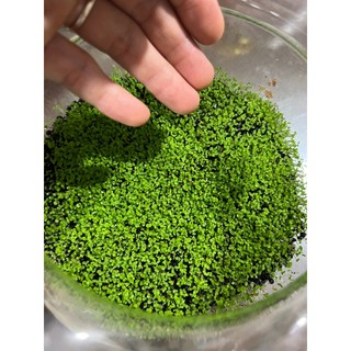 2 Gói Hạt Giống Thủy Sinh Các Loại Túi 10gram ( TỶ LỆ NẢY MẦM ĐẠT >80% )