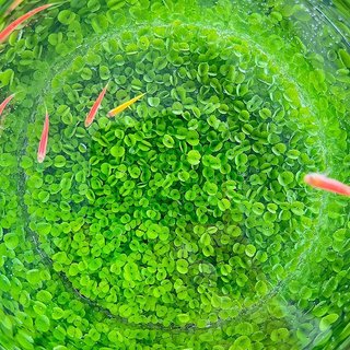 2 Gói Hạt Giống Thủy Sinh Các Loại Túi 10gram ( TỶ LỆ NẢY MẦM ĐẠT >80% )