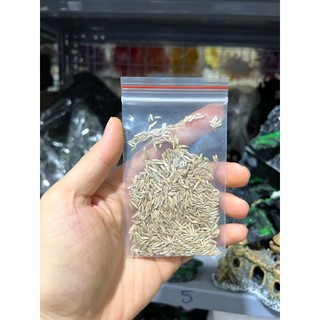 2 Gói Hạt Giống Thủy Sinh Các Loại Túi 10gram ( TỶ LỆ NẢY MẦM ĐẠT >80% )
