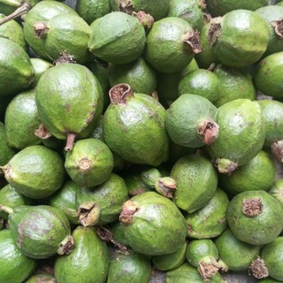1kg trái ổi sẻ.oi sẻ non