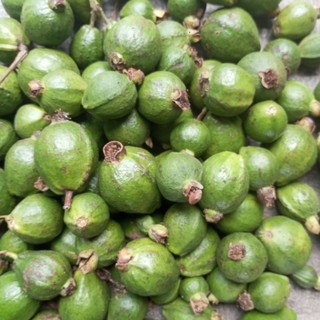 1kg trái ổi sẻ.oi sẻ non