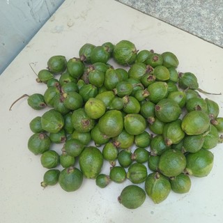 1kg trái ổi sẻ non