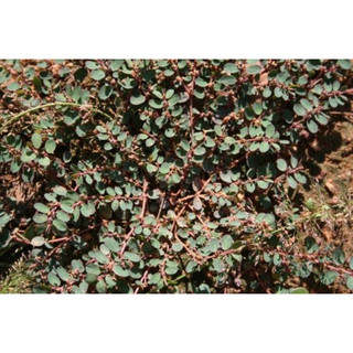 1kg Cây cỏ sữa lá nhỏ -Thảo Dược