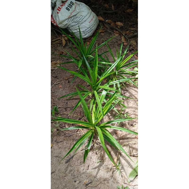 5 cây lá nếp dứa thơm