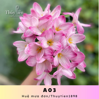 Củ hoa Huệ mưa đơn A03, hoa chiêu tài dễ trồng đúng mặt hoa, củ mẹ