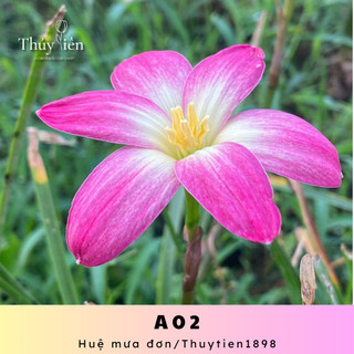 Củ hoa Huệ mưa đơn A02 chiêu tài, hoa sáng đúng mặt hoa