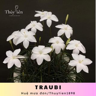 Củ hoa Huệ mưa đơn Traubi hoa chiêu tài dễ trồng, củ mẹ