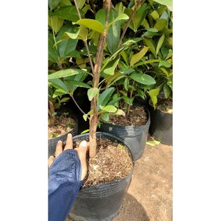 Chậu cây cherry brazin cao trên 1m