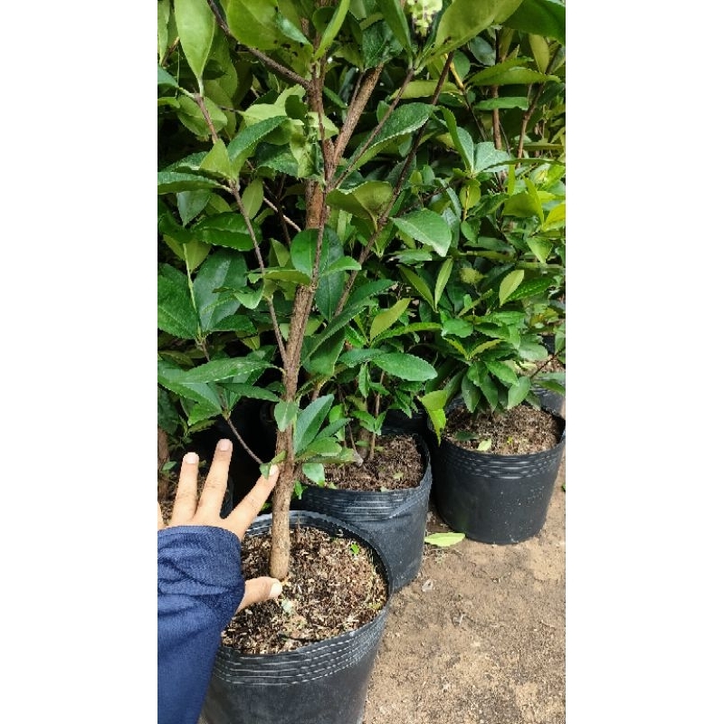 Chậu cây cherry brazin cao trên 1m