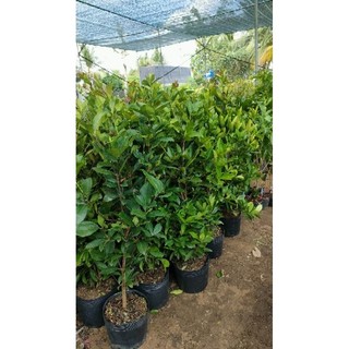 Chậu cây cherry brazin cao trên 1m