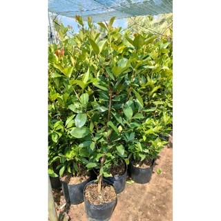 Chậu cây cherry brazin cao trên 1m