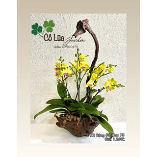 Chậu gỗ lũa ghép lan/trồng cây/cắm hoa