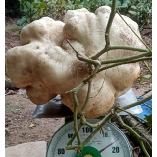 [Hot Hot] Hạt giống Củ đậu bánh xe khổng lồ_Chính hãng, Chuẩn củ, nảy 96%