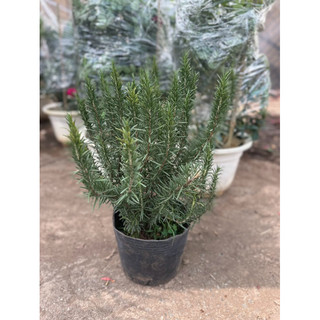 Chậu hương thảo gốc to cao 50 - 70 cm