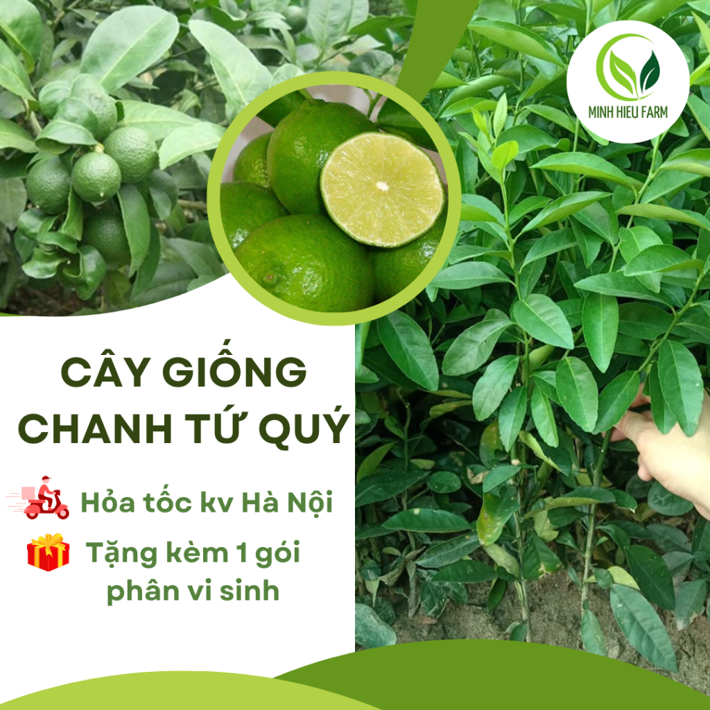 Cây chanh tứ quý ra quả quanh năm
