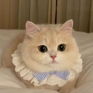 Vòng yếm đeo cổ ren nơ cho chó mèo