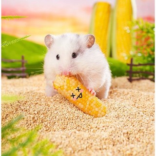 bắp ngọt mài răng siêu tốt dành cho hamster , sóc, thỏ, bọ, chinchila