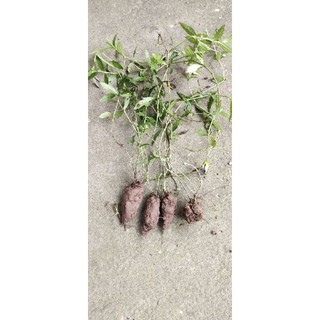 cây sài đất ta giống cũ