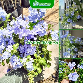 Cây hoa thanh xà đẹp trồng sân vườn