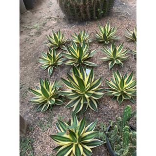 Cây dứa nam mỹ agave size 10cm đủ loại