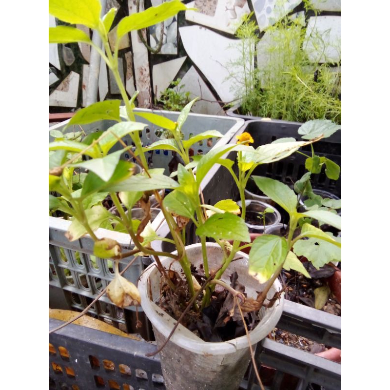 10cây Nhức răng (cúc áo hoa vàng