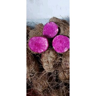 Hạt khoai mỡ tím củ to