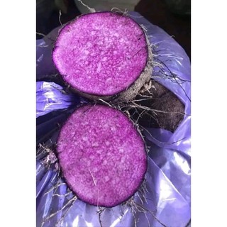 Hạt  Khoai Mỡ Tím củ to