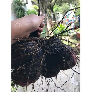 Hạt  Khoai Mỡ Tím củ to