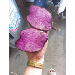 Hạt  Khoai Mỡ Tím củ to