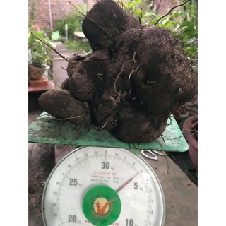 Hạt  Khoai Mỡ Tím củ to