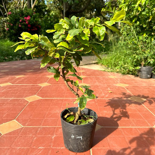 Cây Mai cúc tư long - ghép gốc bonsai mai vàng quấn rễ, hoa rất to
