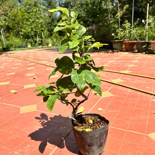 Cây mai siêu bông Bình Lợi - hoa to, say hoa, gốc ghép bonsai