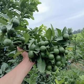 Com bo 5 cây chanh chùm tứ quý siêu trái