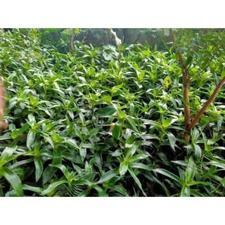 Cây lược vàng