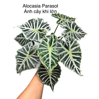 🪴 Alocasia Parasol/ Kiểng lá/ cây trong nhà Là loại kiểng lá, cây cảnh chưng trong nhà