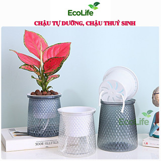  Chậu trồng cây thuỷ sinh thủy canh để bàn chậu tự dưỡng trồng hoa cây cảnh đặt bàn văn phòng 