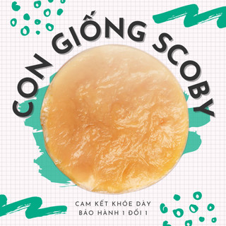 Con giống scoby làm trà kombucha kèm 100ml nước mồi